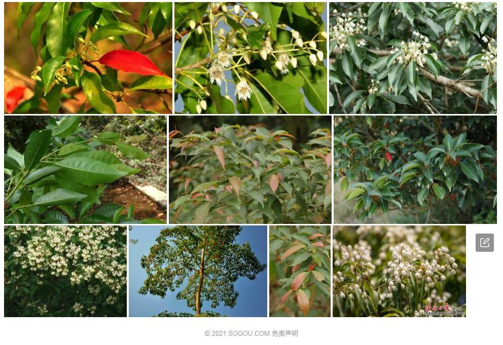 显脉杜英Elaeocarpus-dubius图片