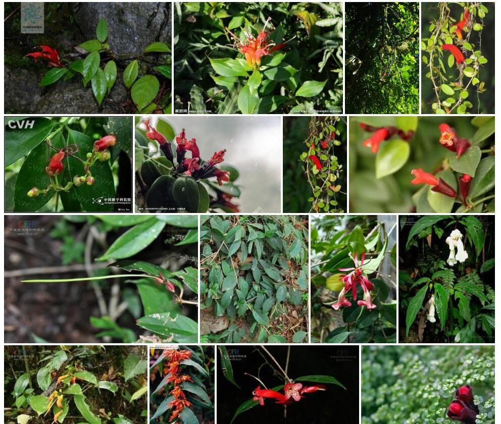 显苞芒毛苣苔Aeschynanthus-bracteatus图片