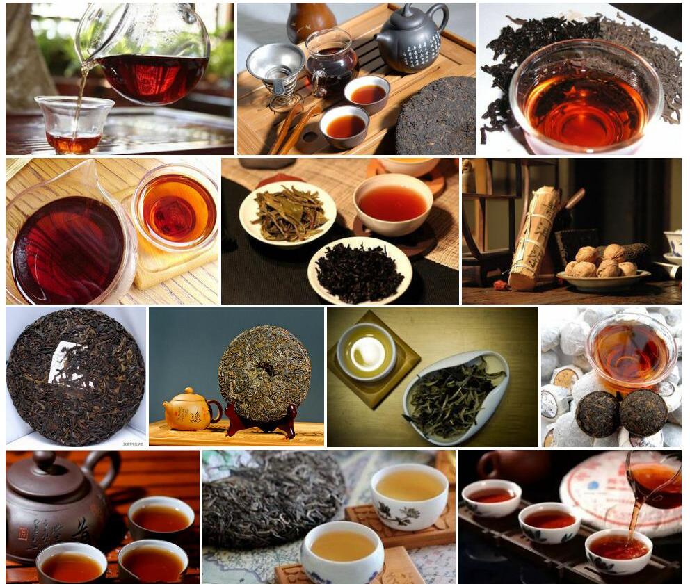 普洱茶Camellia-assamica图片