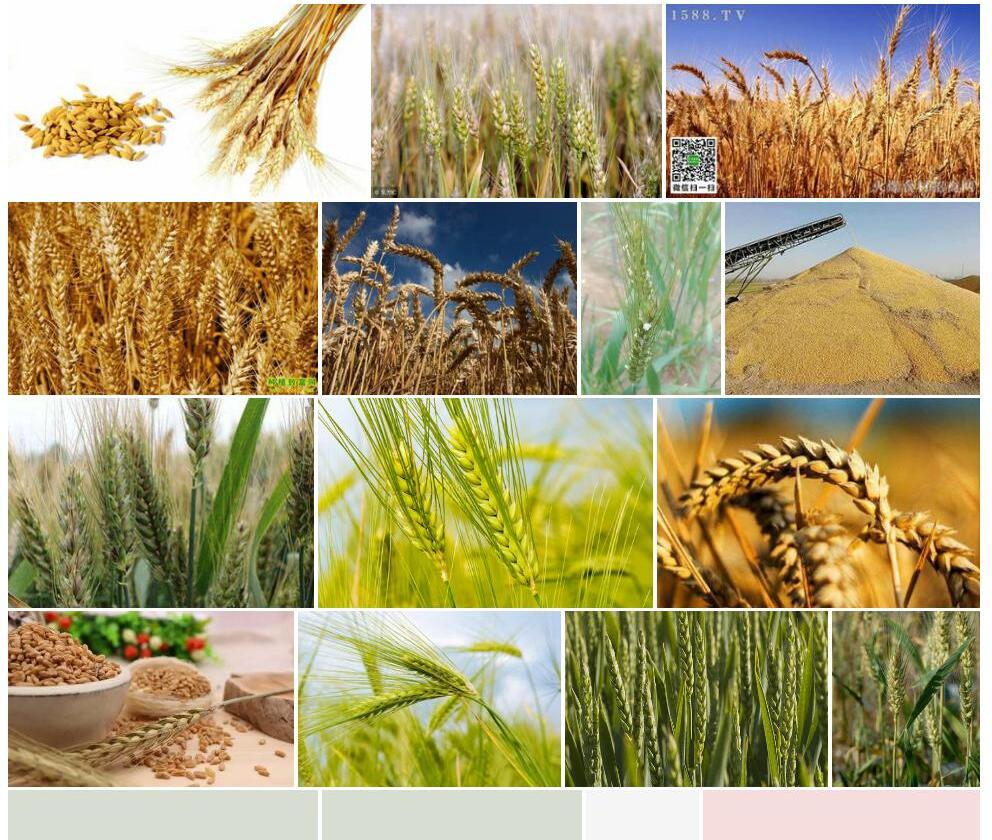 普通小麦Triticum-aestivum图片