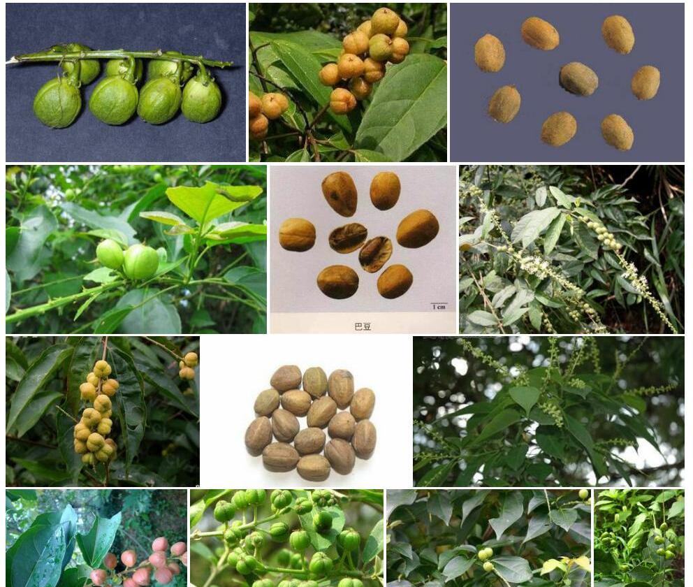 曼哥龙巴豆Croton-mangelong图片