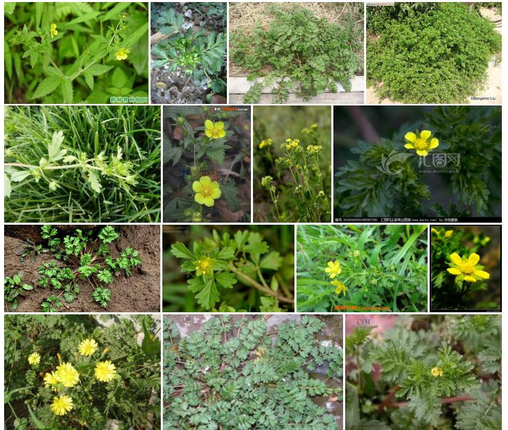 朝天委陵菜Potentilla-supina图片