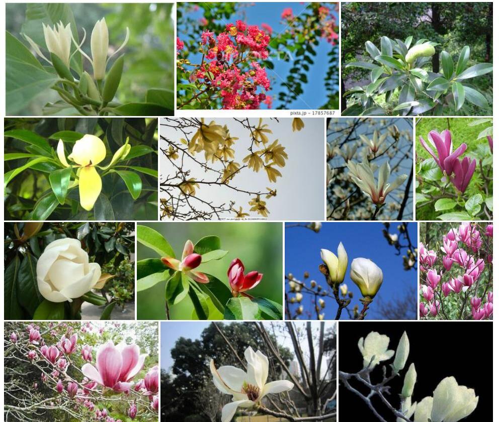 木兰属Magnolia图片