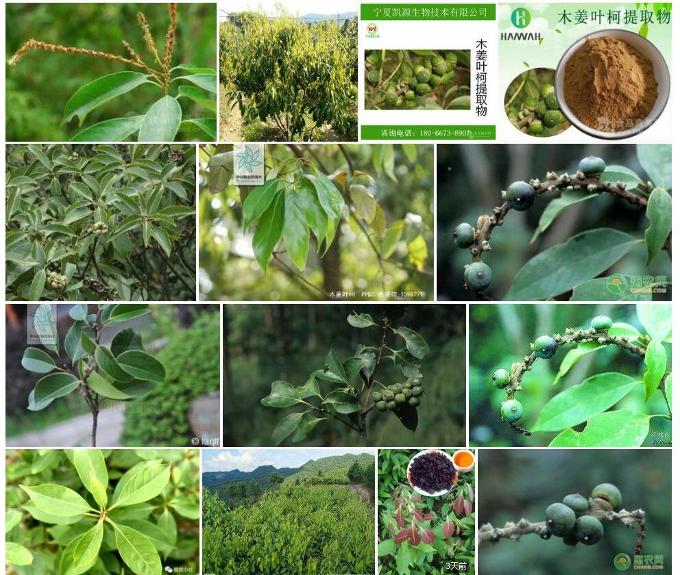 木姜叶柯Lithocarpus-litseifolius图片