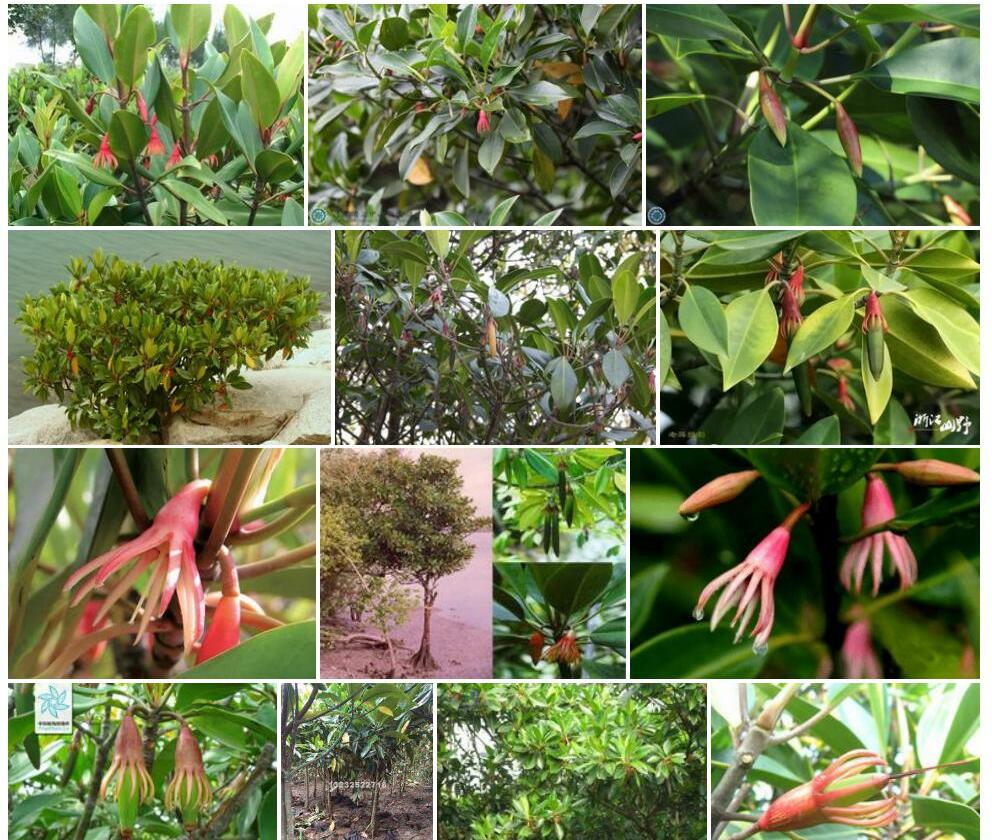 木榄Bruguiera-gymnorrhiza图片