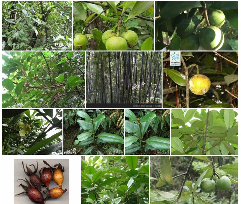 木竹子Garcinia-multiflora图片