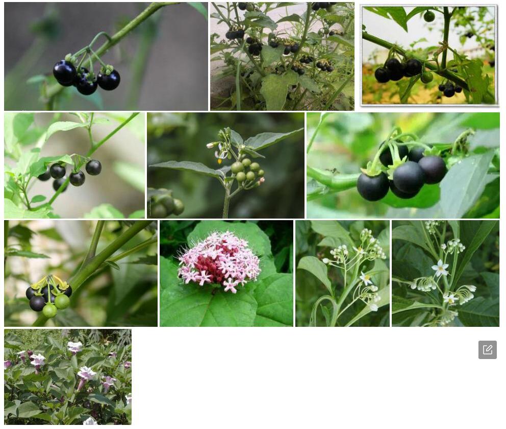 木龙葵Solanum-suffruticosum图片