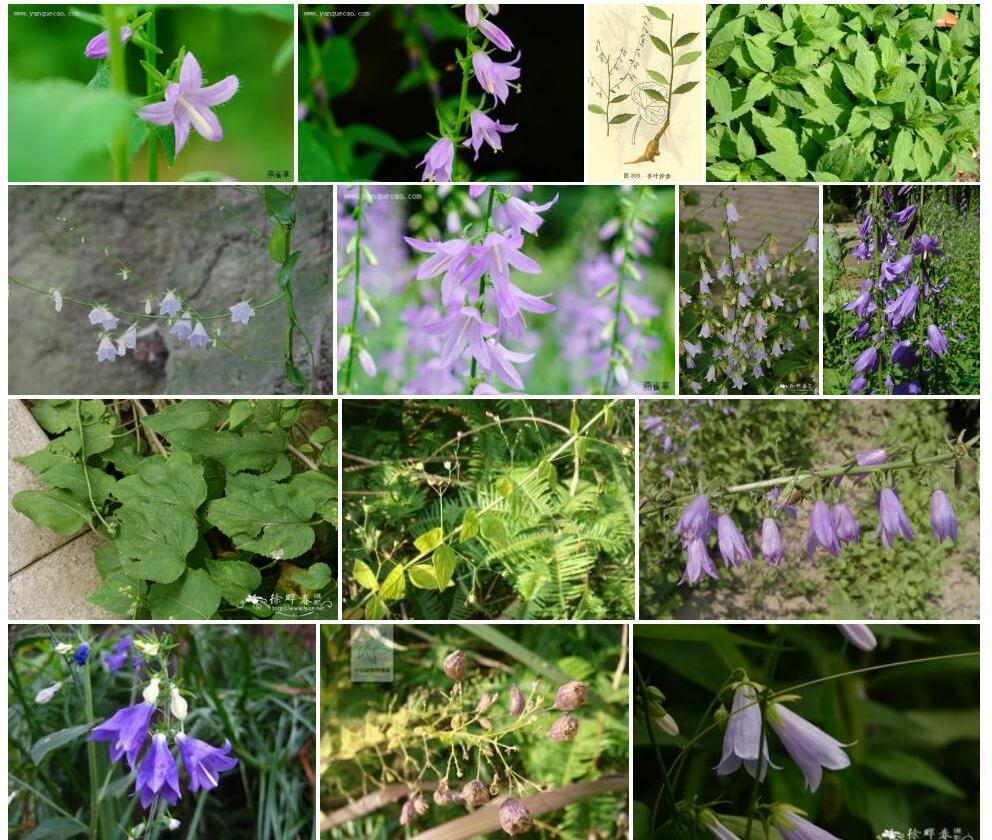 杏叶沙参Adenophora-hunanensis图片