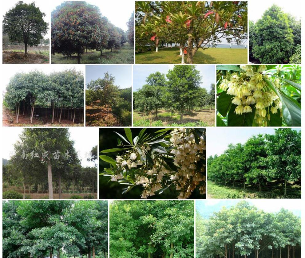 杜英Elaeocarpus-decipiens图片