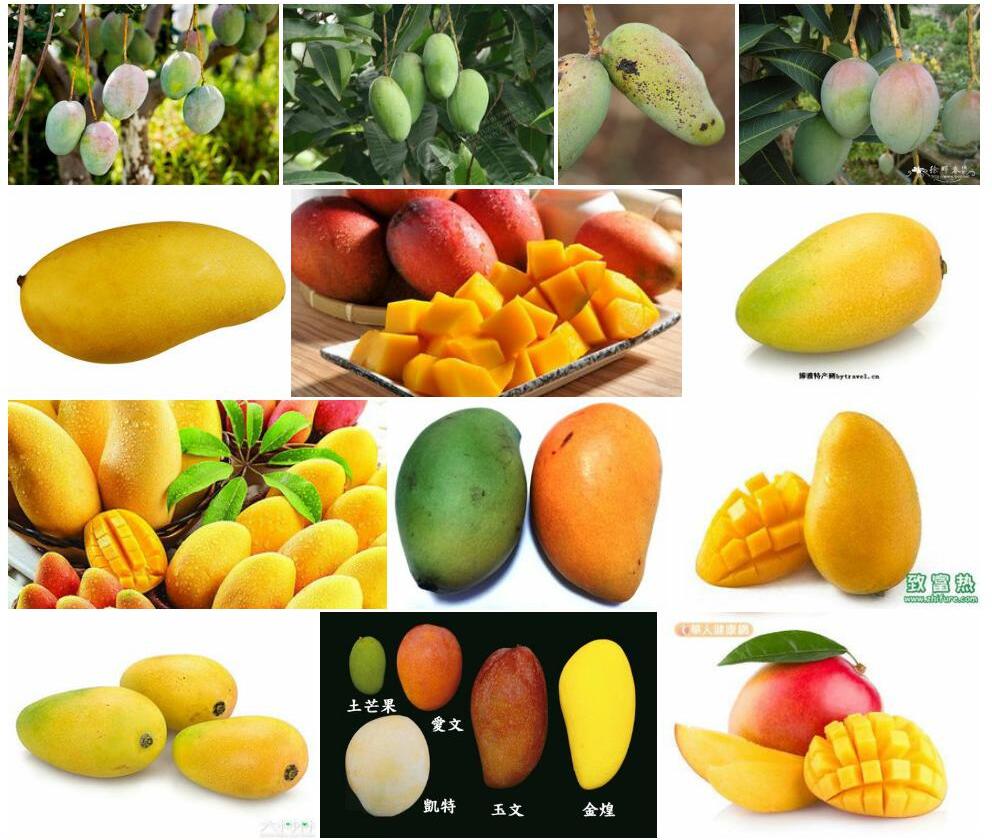 杧果Mangifera-indica图片