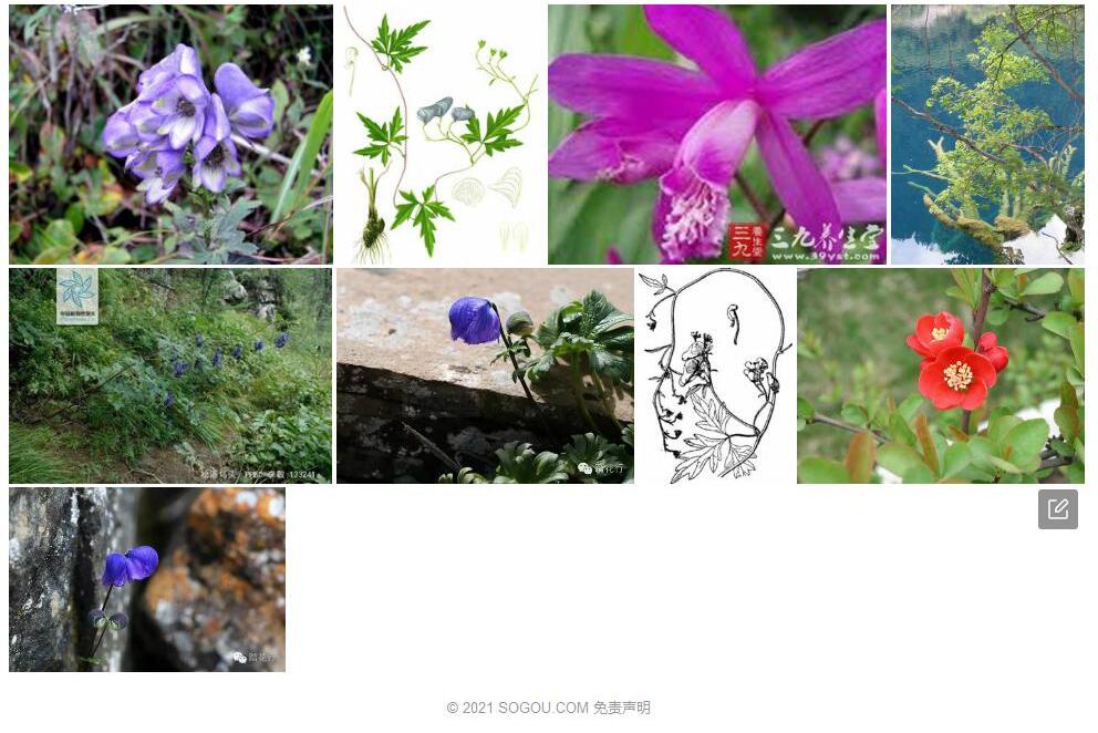 松潘乌头Aconitum-sungpanense图片
