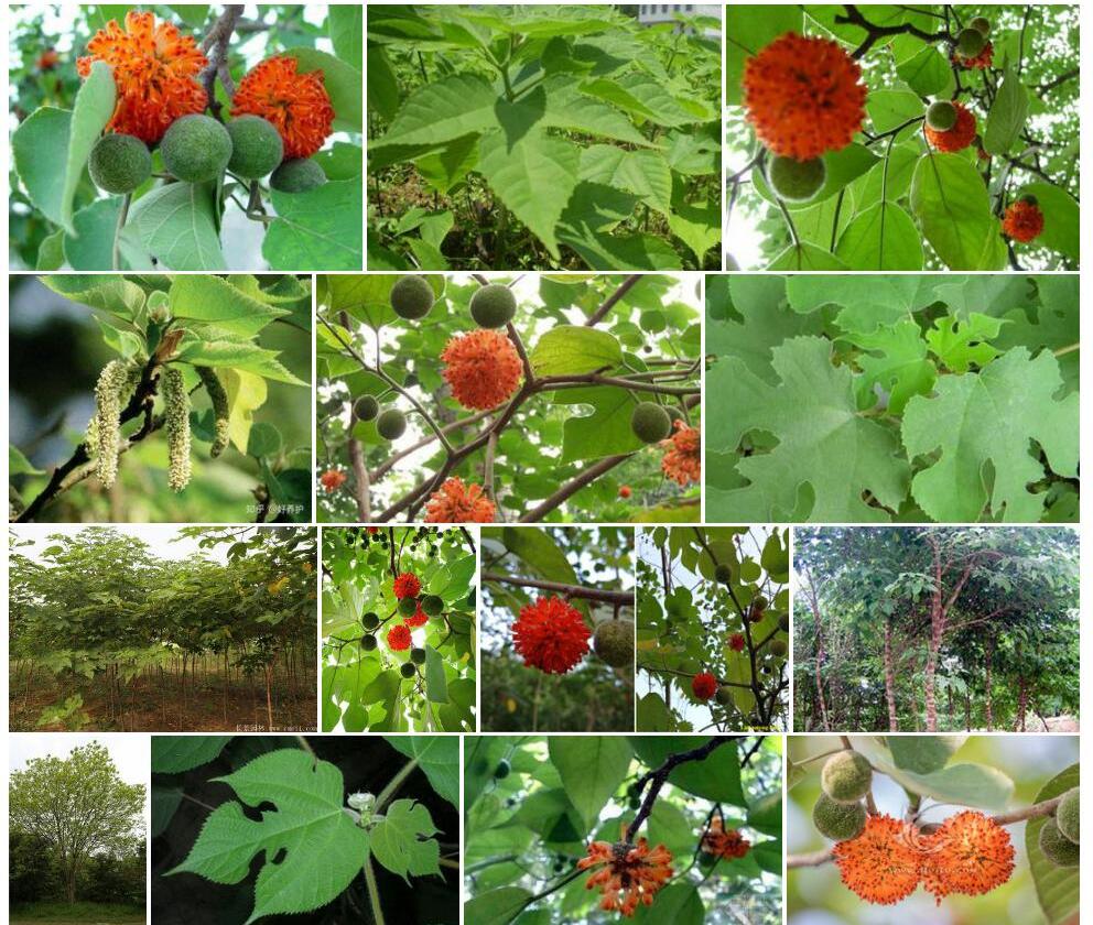 构树Broussonetia-papyrifera图片