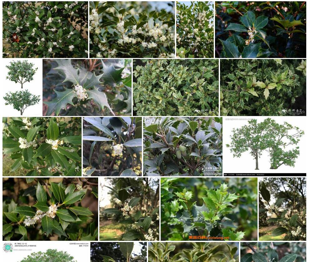 柊树Osmanthus-heterophyllus图片
