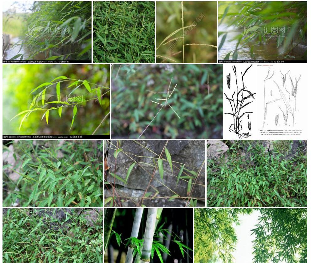 柔枝莠竹Microstegium-vimineum图片