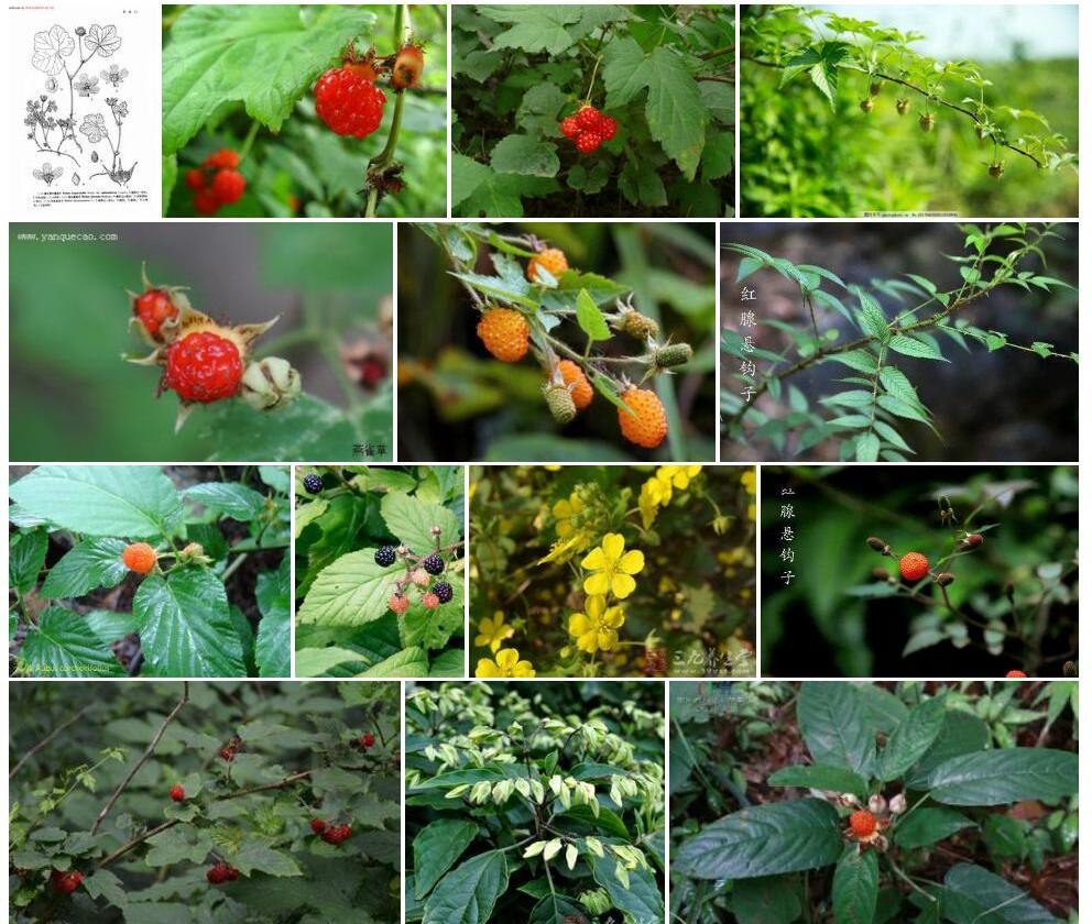 柔毛莓叶悬钩子Rubus-fragarioides-var.-pubescens图片