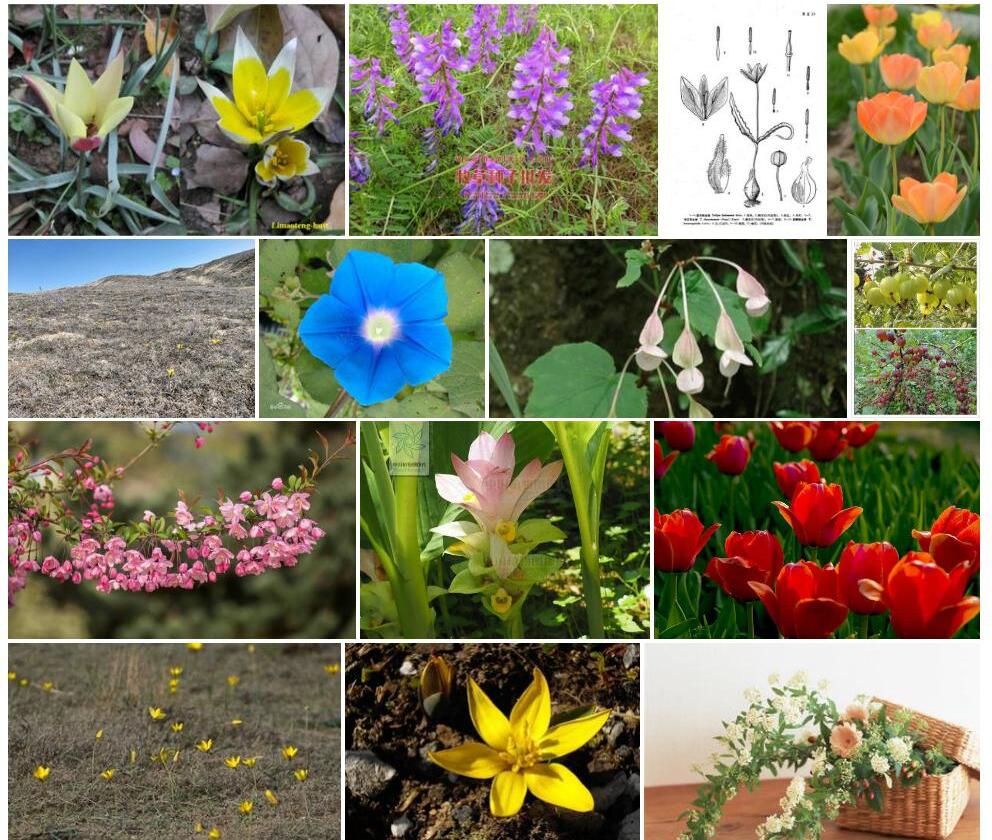 柔毛郁金香Tulipa-biflora图片