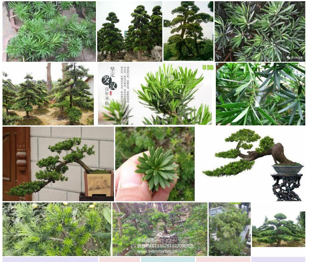 柱冠罗汉松Podocarpus-macrophyllus-var.-chingii图片