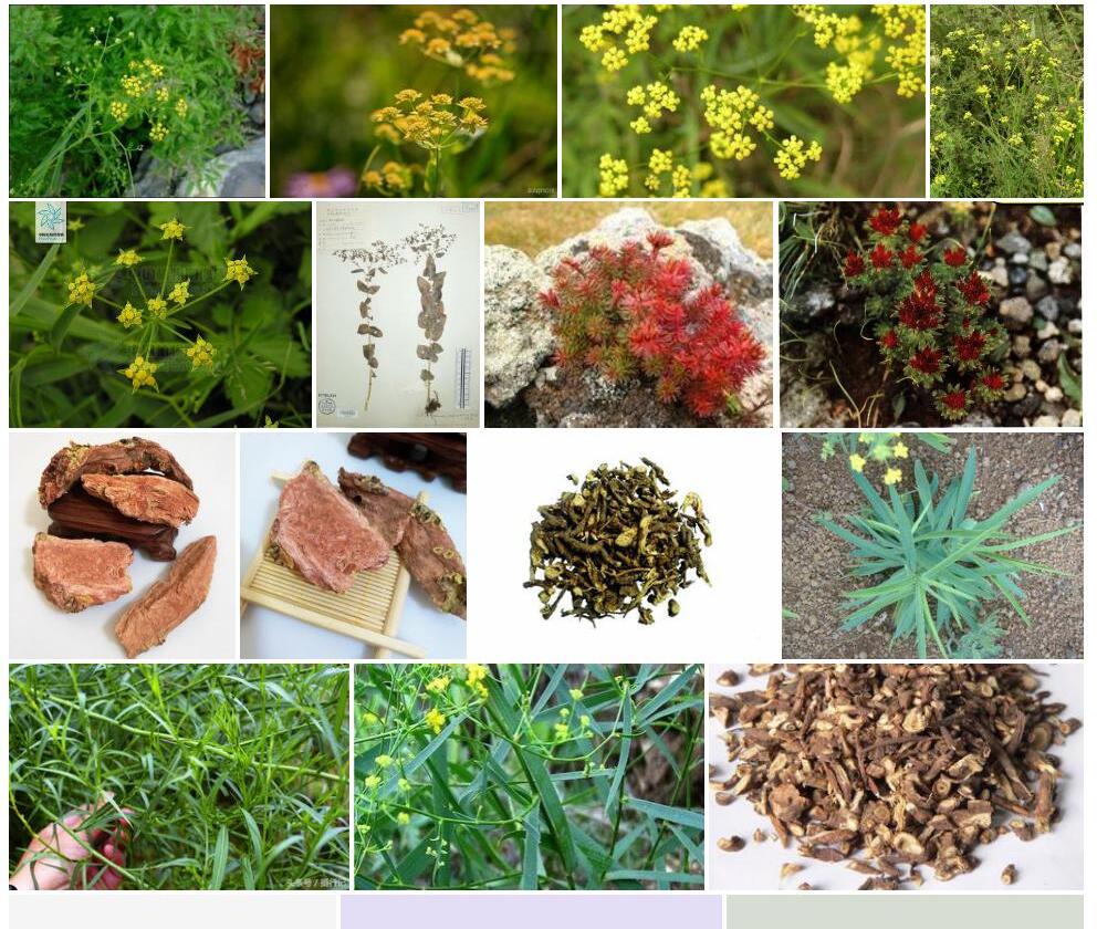 柴胡红景天Rhodiola-bupleuroides图片