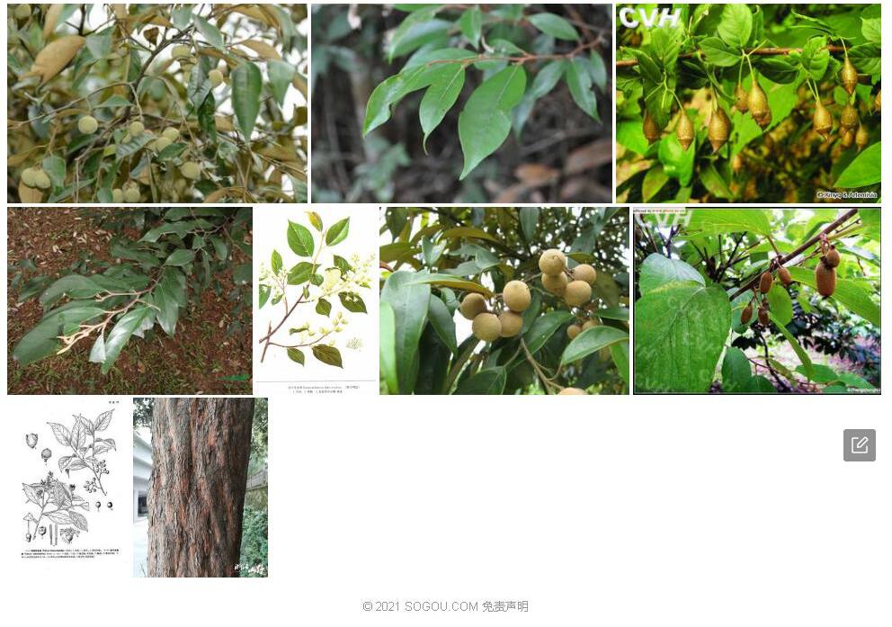 栓叶安息香Styrax-suberifolius图片