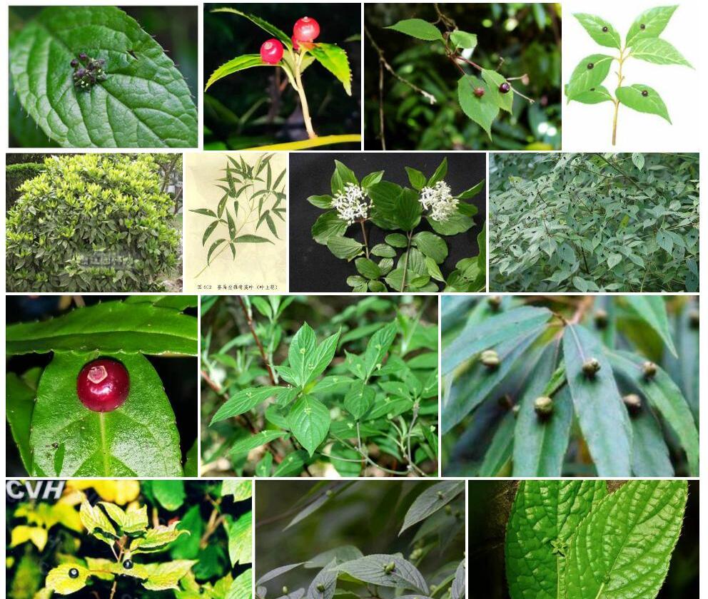 桃叶青荚叶Helwingia-himalaica-var.-prunifolia图片