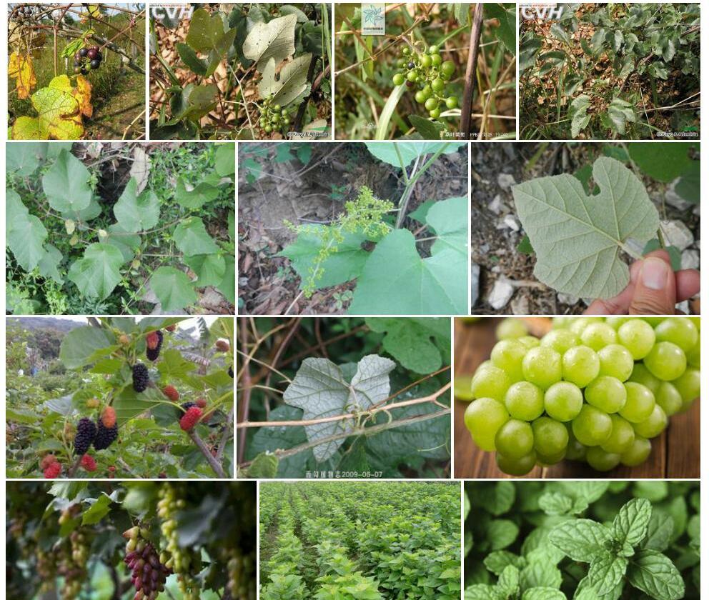 桑叶葡萄Vitis-heyneana-subsp.-ficifolia图片