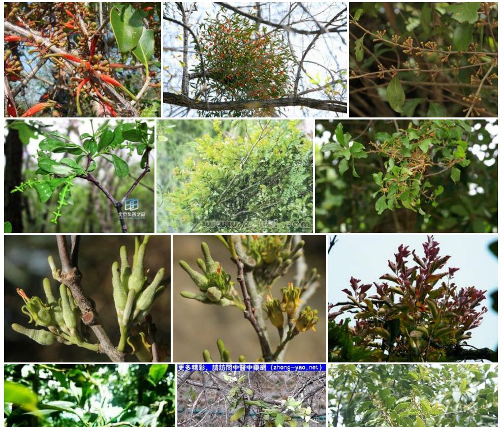 桑寄生科Loranthaceae图片