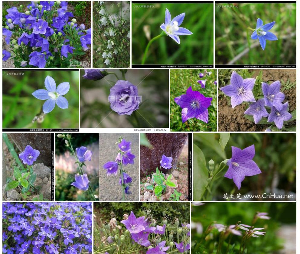 桔梗科Campanulaceae图片
