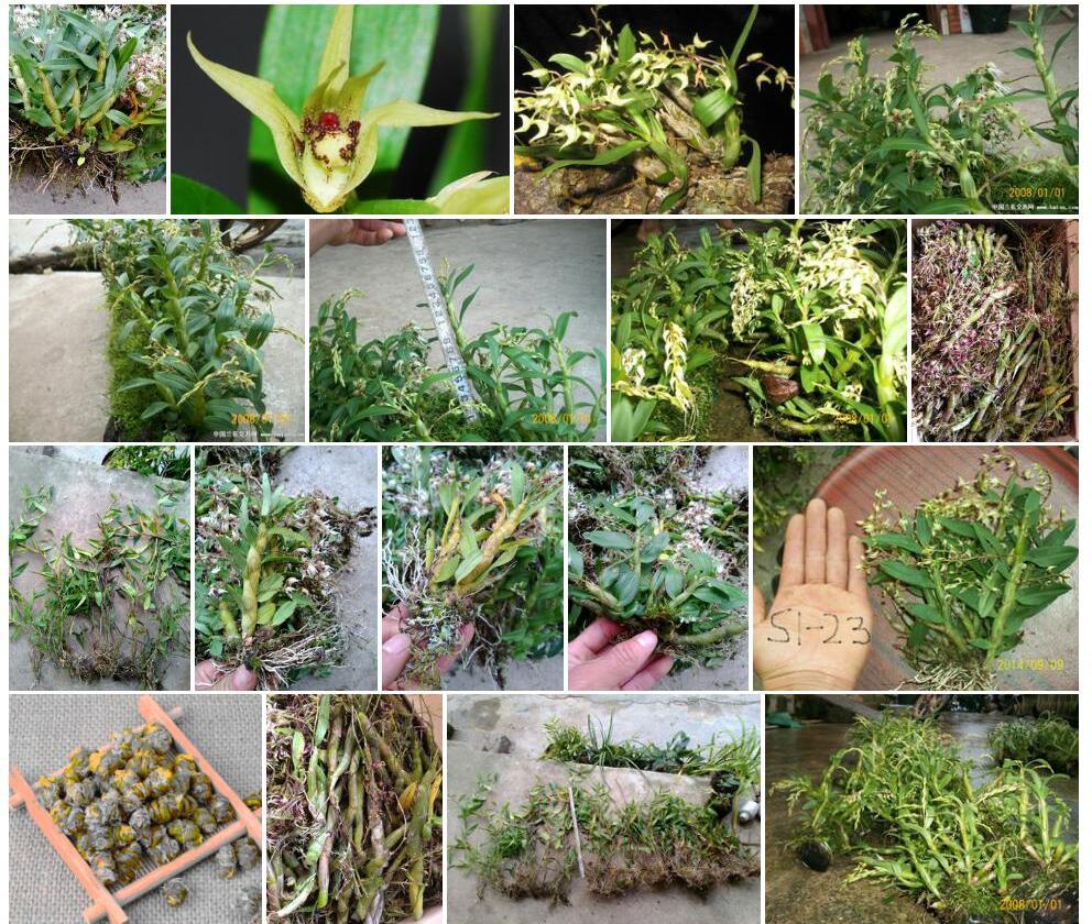 梳唇石斛Dendrobium-strongylanthum图片