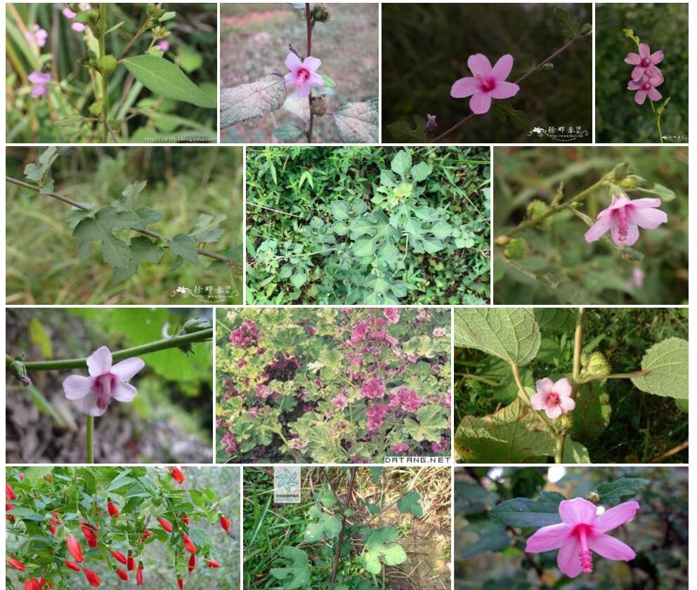 梵天花属Urena图片