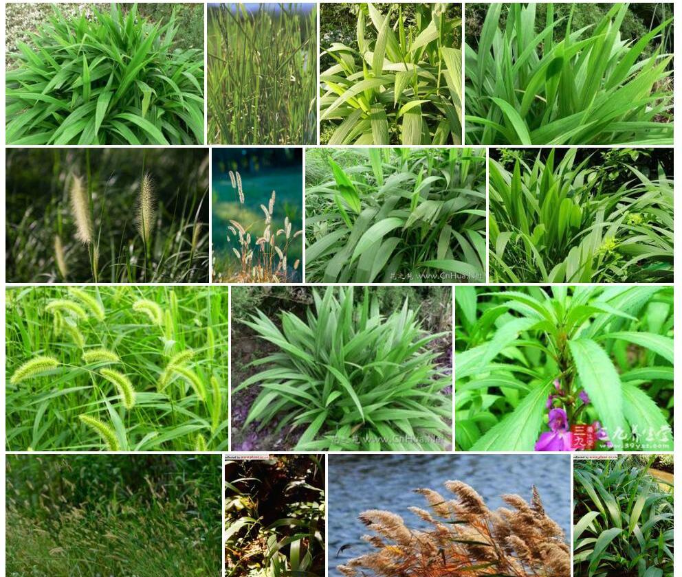 棕叶狗尾草Setaria-palmifolia图片