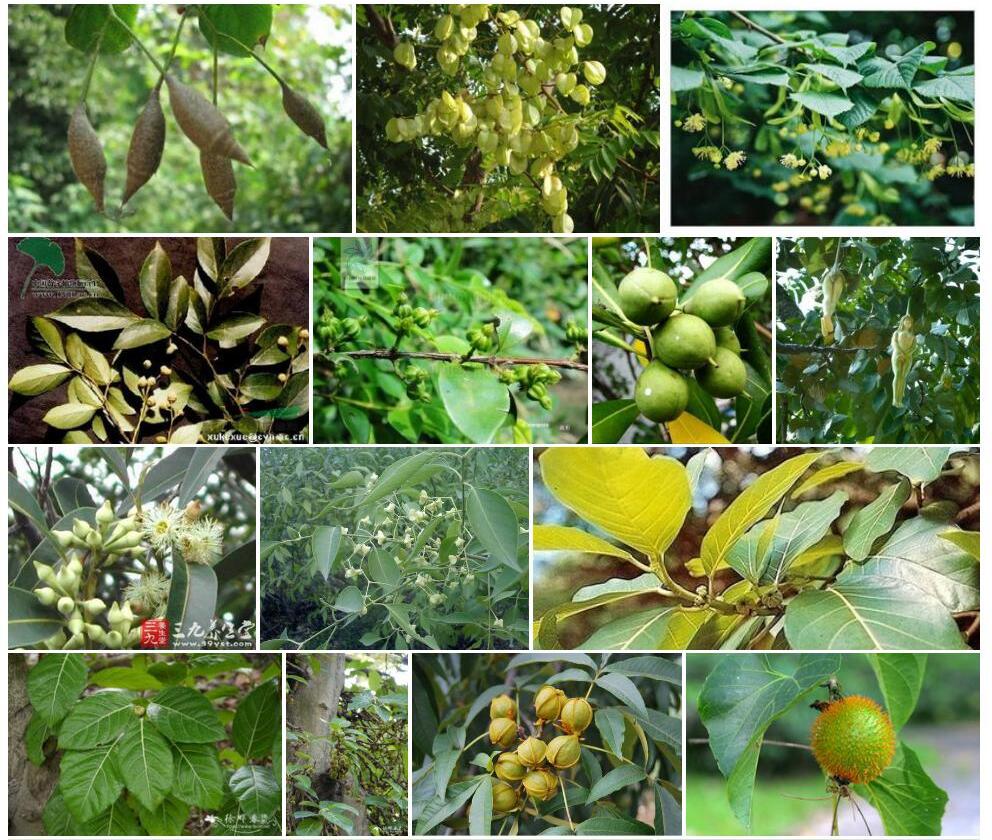 棱果辽椴Tilia-mandshurica-var.-megaphylla图片