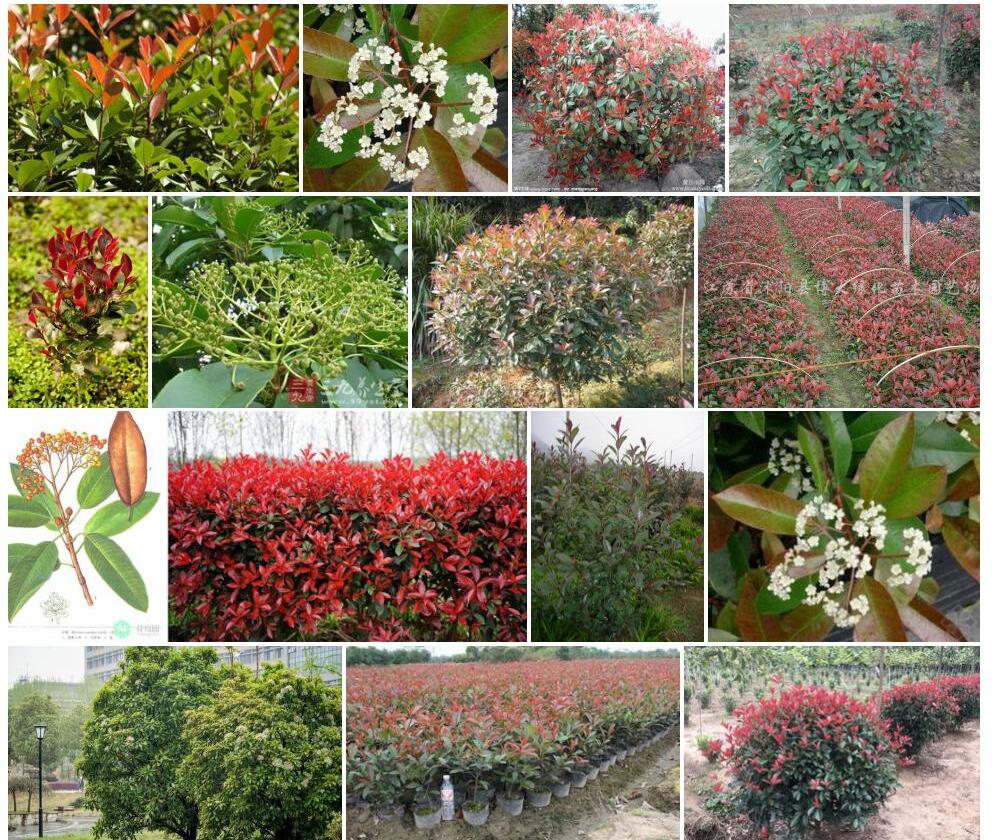 椭圆叶石楠Photinia-beckii图片