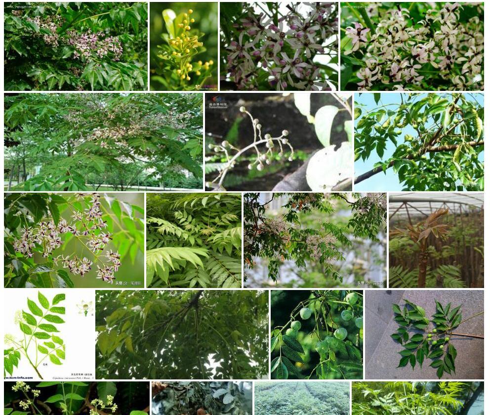 楝科Meliaceae图片