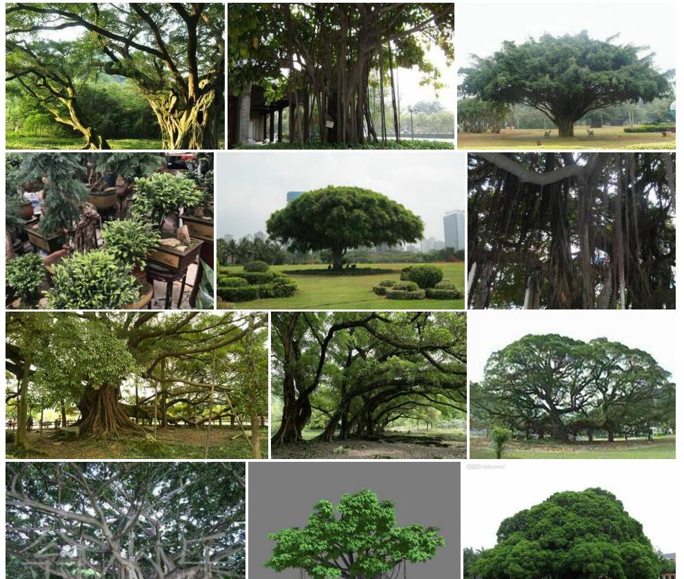 榕树Ficus-microcarpa图片