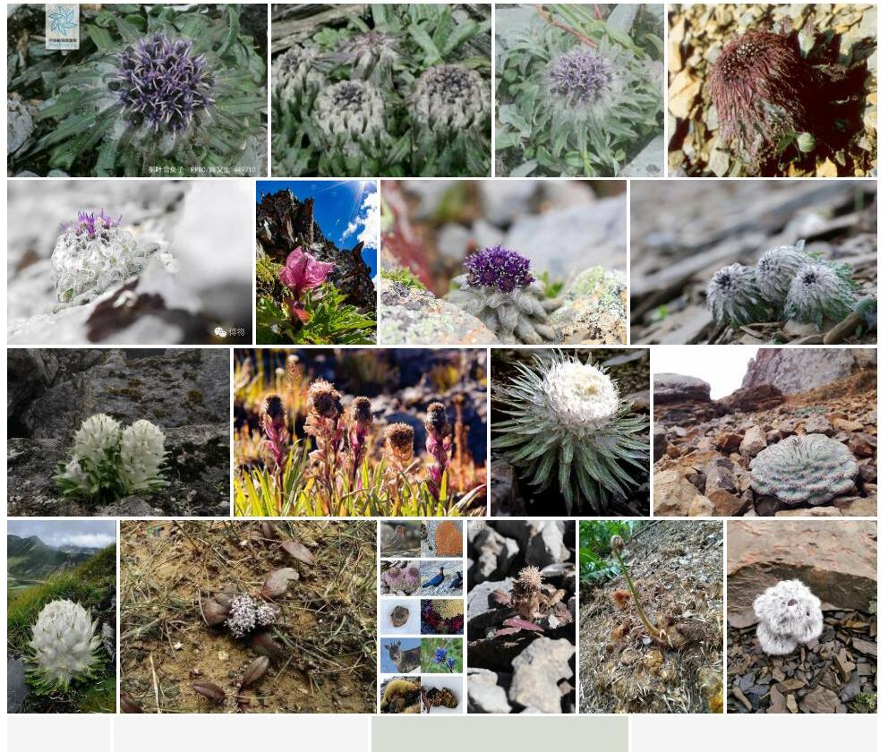 槲叶雪兔子Saussurea-quercifolia图片