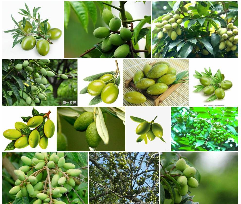 橄榄Canarium-album图片