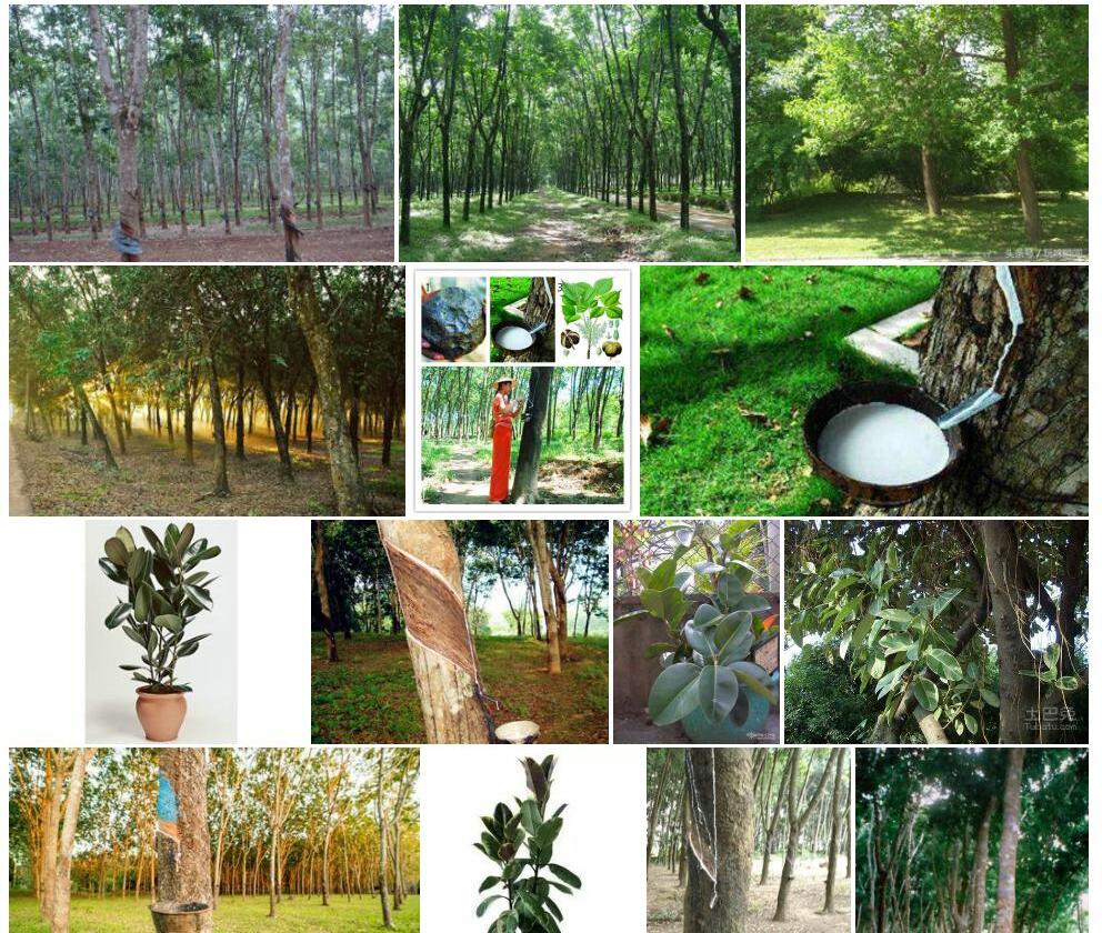 橡胶树Hevea-brasiliensis图片