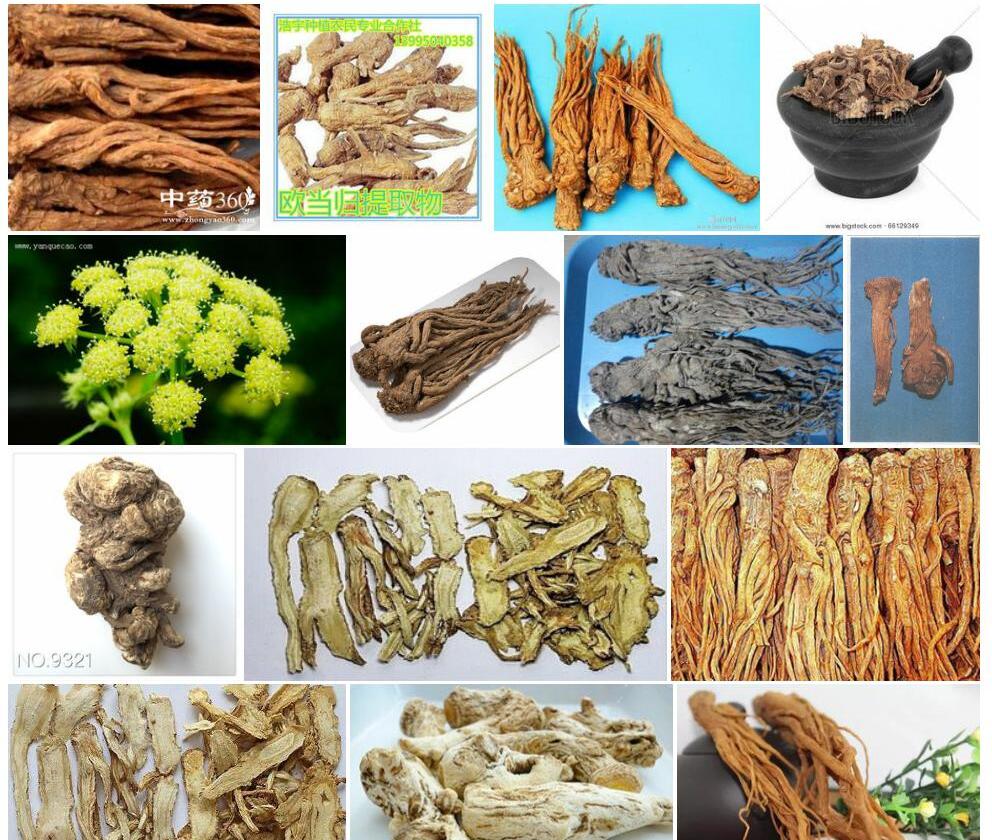 欧当归Levisticum-officinale图片