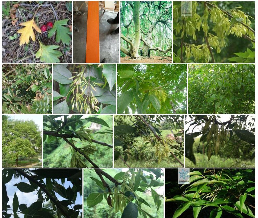 欧梣Fraxinus-excelsior图片