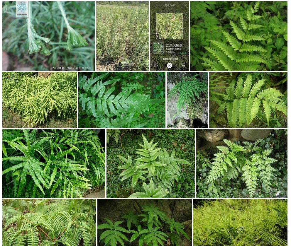 欧洲凤尾蕨Pteris-cretica图片