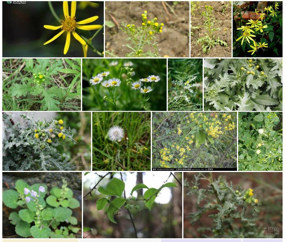 欧洲千里光Senecio-vulgaris图片