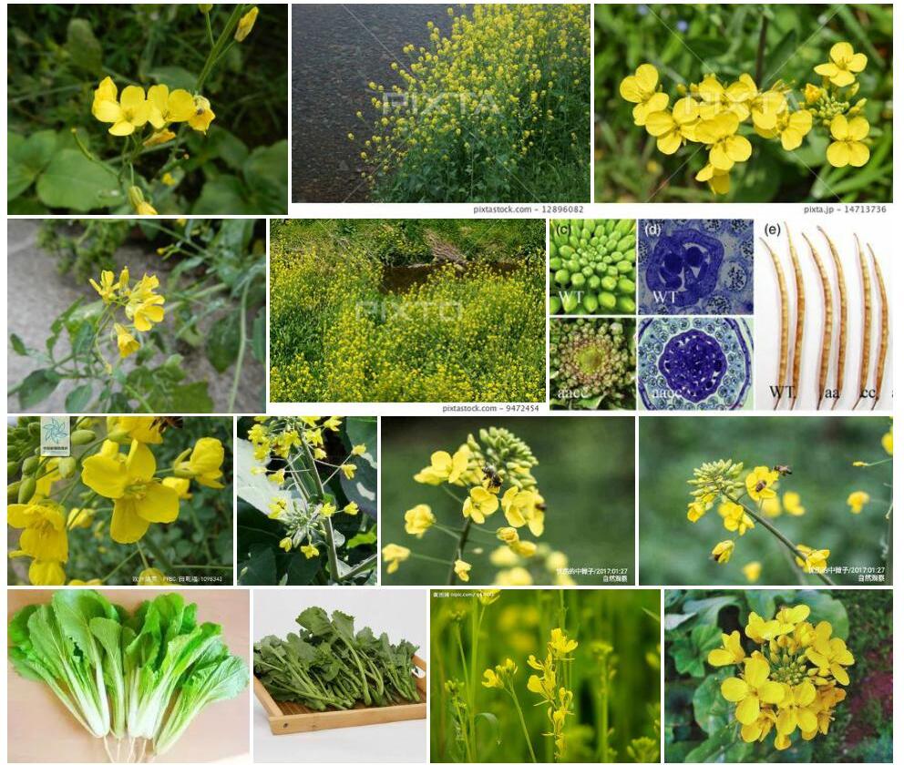 欧洲油菜Brassica-napus图片
