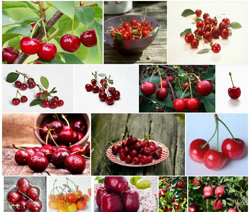 欧洲酸樱桃Cerasus-vulgaris图片