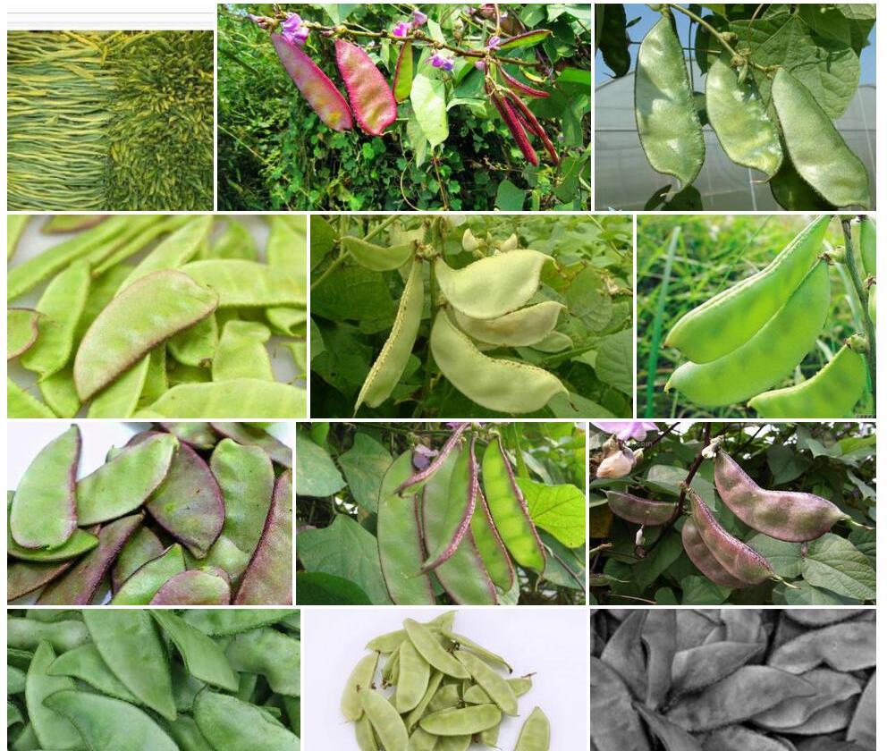 毒扁豆属Physostigma图片