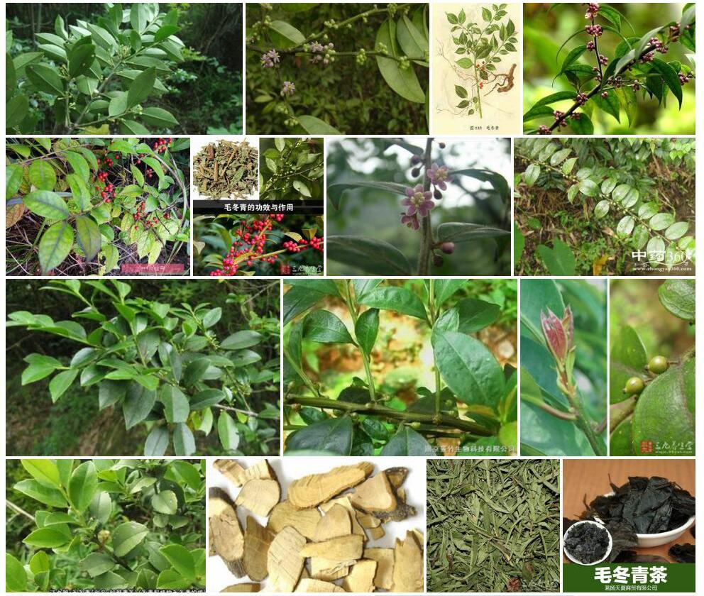 毛冬青Ilex-pubescens图片