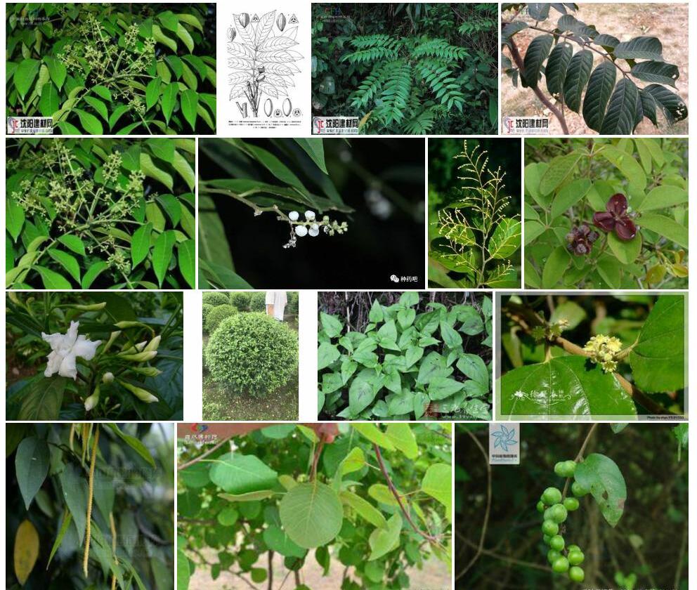 毛叶榄Canarium-subulatum图片