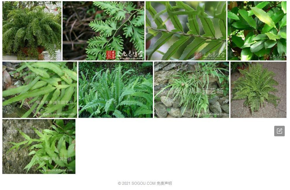 毛叶肾蕨Nephrolepis-hirsutula图片