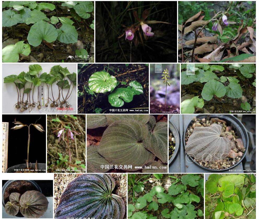 毛叶芋兰Nervilia-plicata图片