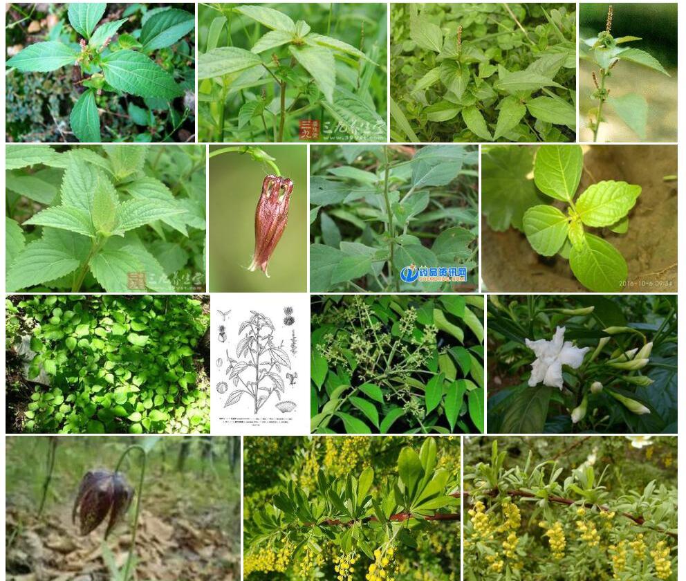 毛叶铁苋菜Acalypha-mairei图片