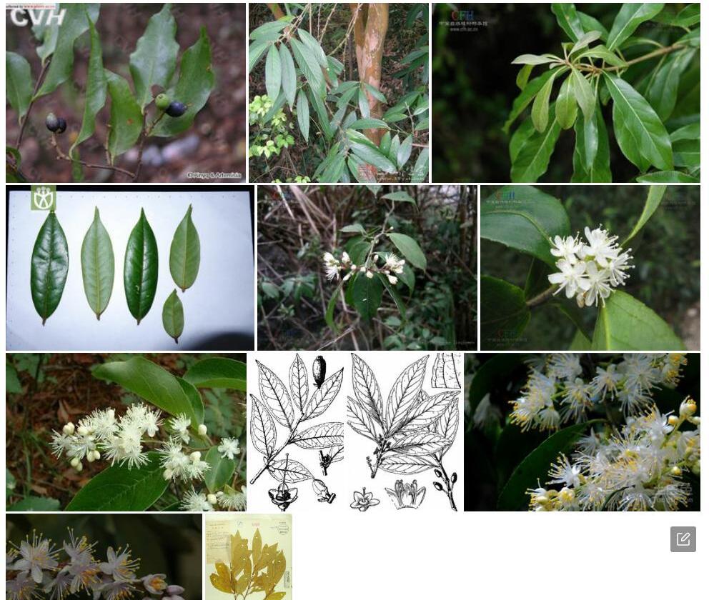 毛山矾Symplocos-groffii图片